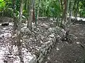 Fin du sacbe à Cobá