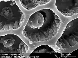 Image MEB de pollen d'une fleur de cobée grimpante