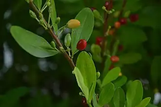 Fruits.