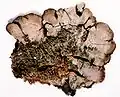 Coccocarpiaceae :Coccocarpia palmicola (exemplaire d'herbier)