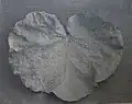 Coccolobe à feuilles poilues