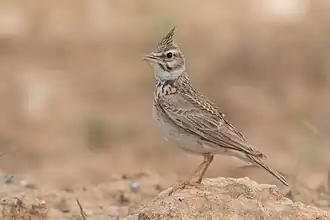Cochevis huppé.