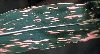 Description de l'image Cochliobolus heterostrophus.jpg.