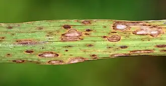 Description de l'image Cochliobolus miyabeanus.jpg.