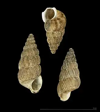 Cochlostoma nouleti (Cochlostomatidae)