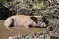 Cochon domestique de plein air en Corse-du-Sud.