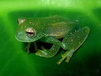Description de l'image Cochranella savagei02.jpg.