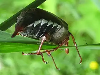 Description de l'image Cockchafer.jpg.
