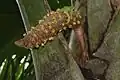 Fleurs mâles de Lodoicea maldivica émergeant d'une inflorescence en forme de chaton