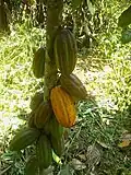 Cacaoyer à Ngoulmakong