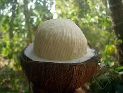 Germe développé.