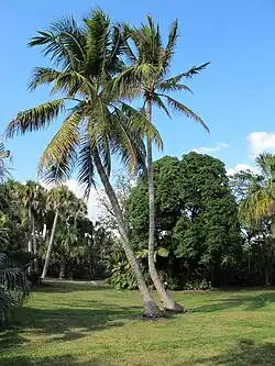 Groupe de cocotiers - Cocos nucifera