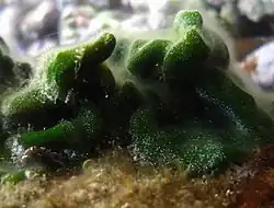 Codium spongiosum?