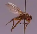 Malacomyia sciomyzina (Angleterre)