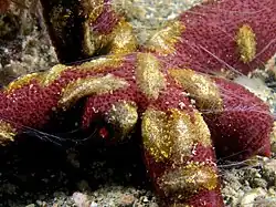 Des cténophores du genre Coeloplana sur une Echinaster luzonicus. La nature de cette association est encore mystérieuse.