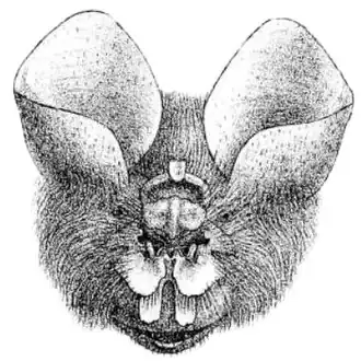 Description de l'image Coelops frithii 2.jpg.