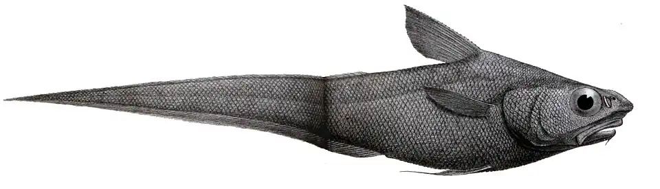 Coelorinchus occa