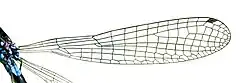 aile coenagrionidae