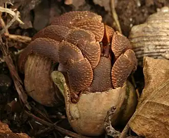 Bernard l'ermite coenobita brevimanus, Ko Miang
