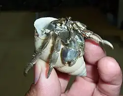 Coenobita cavipes