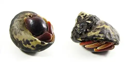 Un Coenobita clypeatus dissimulé dans une coquille, qu'il ferme grâce à sa grosse pince gauche.