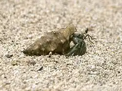 Coenobita rugosus