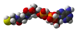 Image illustrative de l’article Coenzyme A