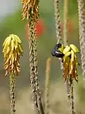 Coereba flaveola (Sucrier à ventre jaune) sur un aloès