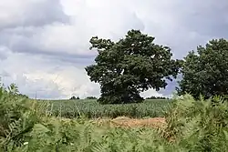 Le chène de La Potelais.