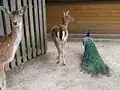 Animalerie