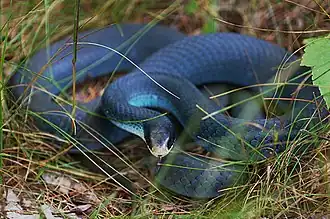 C. c. foxiiCouleuvre agile bleue