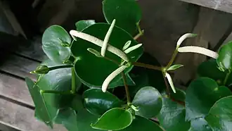 Description de l'image Coin Leaf Peperomia (Peperomia polybotrya 'Jayde') 1.jpg.