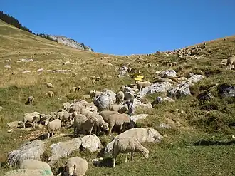 Image illustrative de l’article Col des Ayes