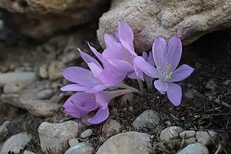 Colchicum Persicum Baker (Behbahan)