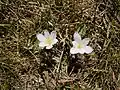 Colchicum alpinum à La Bérarde (Oisans).