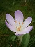 Fleur en plan rapproché.
