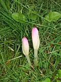 Boutons floraux.