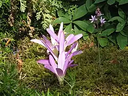 Floraison (été).
