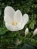 Colchicum speciosum 'Album'