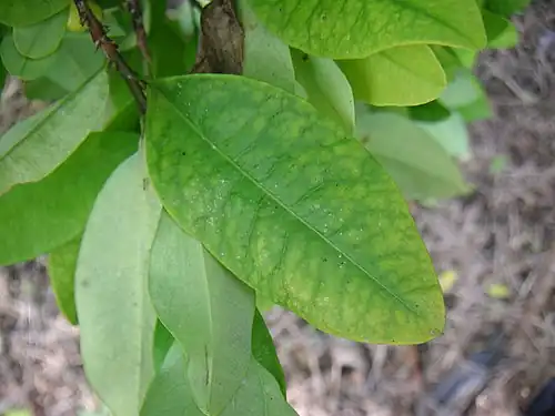 Feuille de coca.