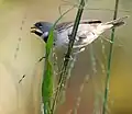 Mâle
