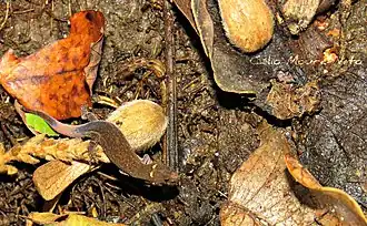 Description de l'image Coleodactylus meridionalis.jpg.