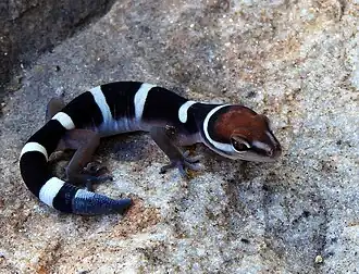 Description de l'image Coleonyx fasciatus 61040537.jpg.