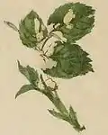 Dégâts sur feuille de rosier.