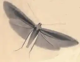 Description de l'image Coleophora_ledi.JPG.