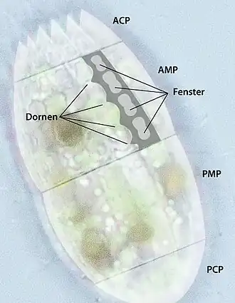 Schéma de Coleps avec ses plaques corollaires (ACP, PCP) et principales (AMP, PMP) antérieures et postérieures.