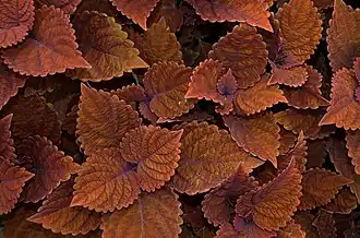 Plectranthus scutellarioides, dans le Norfolk Botanical Garden, Norfolk (Virginie)