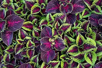 Plectranthus scutellarioides dans le jardin universitaire Roger-Van den Hende à Quebec.