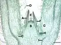 Microphotographie d'une section longitudinale axiale de l'apex caulinaire de Coleus bluemi.