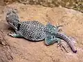 Crotaphytus collaris au zoo de Bristol (Angleterre)